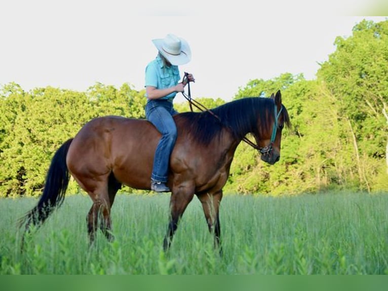 American Quarter Horse Ruin 6 Jaar 142 cm Roodbruin in Chesterfield