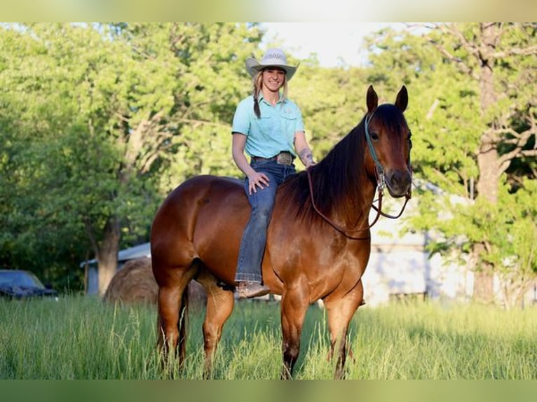 American Quarter Horse Ruin 6 Jaar 142 cm Roodbruin in Chesterfield