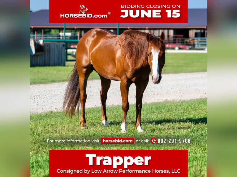 American Quarter Horse Ruin 6 Jaar 142 cm Roodvos in Stephenville