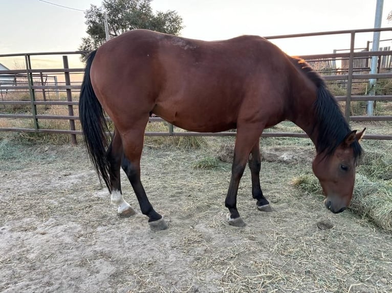 American Quarter Horse Ruin 6 Jaar 142 cm  in Crook