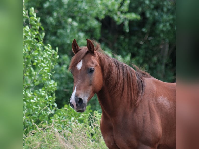 American Quarter Horse Ruin 6 Jaar 144 cm Vos in Alterkülz
