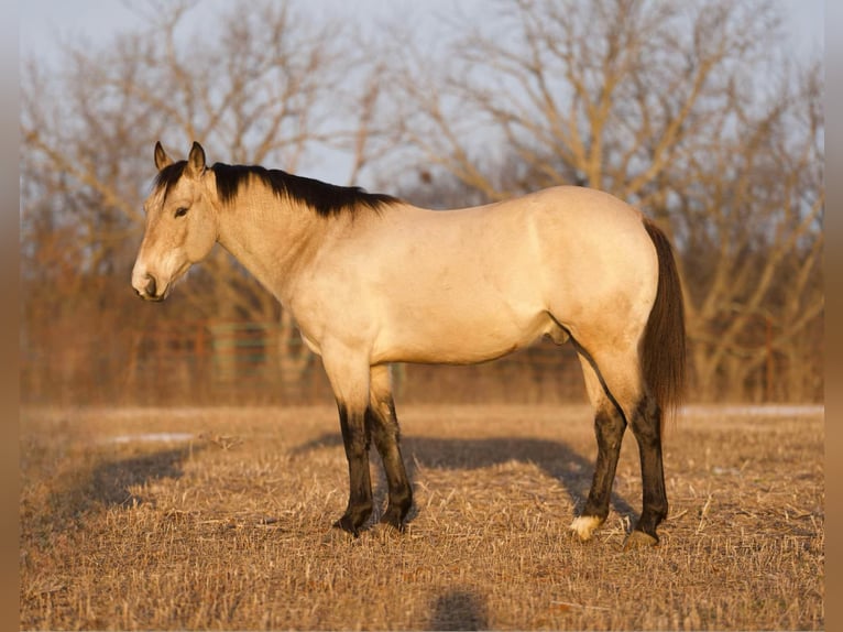 American Quarter Horse Ruin 6 Jaar 145 cm Buckskin in Sweet Springs MO