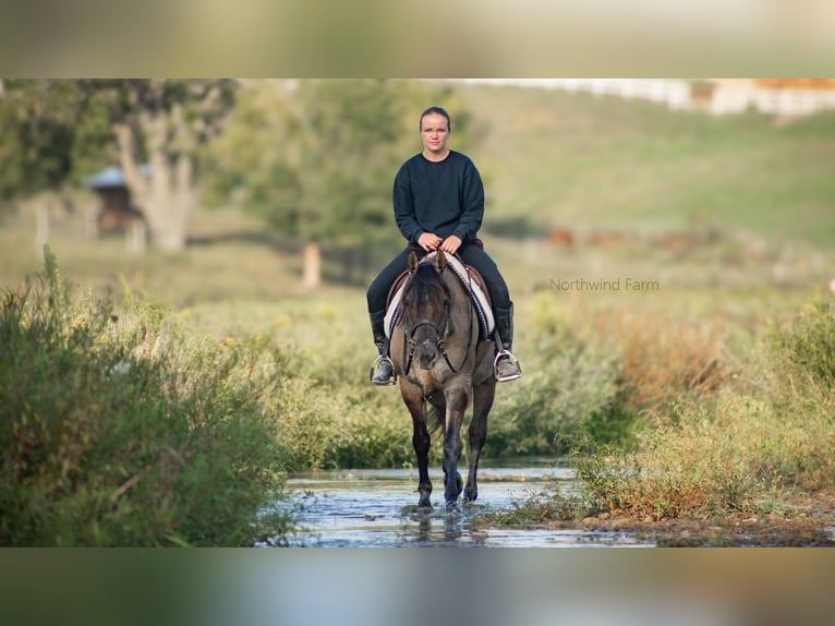 American Quarter Horse Ruin 6 Jaar 145 cm Grullo in Millersburg, OH