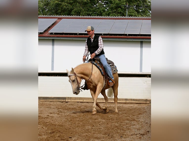 American Quarter Horse Ruin 6 Jaar 145 cm Palomino in Ehingen
