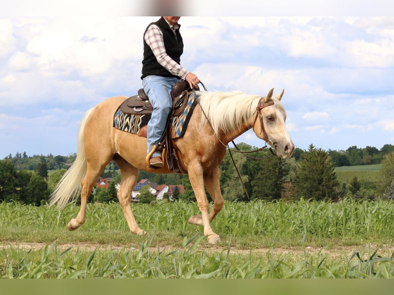 American Quarter Horse Ruin 6 Jaar 145 cm Palomino in Ehingen