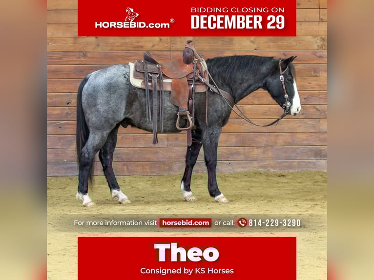 American Quarter Horse Ruin 6 Jaar 145 cm Roan-Blue in Clarion