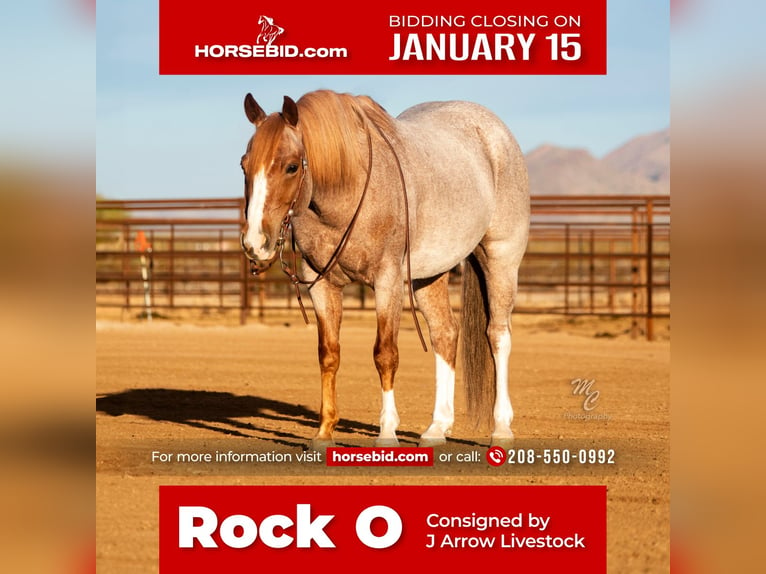 American Quarter Horse Ruin 6 Jaar 145 cm Roan-Red in Wickenburg, AZ