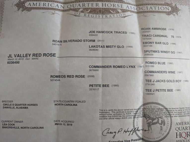 American Quarter Horse Ruin 6 Jaar 145 cm Roan-Red in Millerstown PA