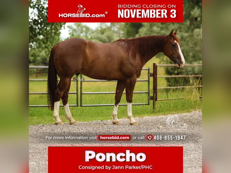 American Quarter Horse Ruin 6 Jaar 145 cm Roodvos in Billings