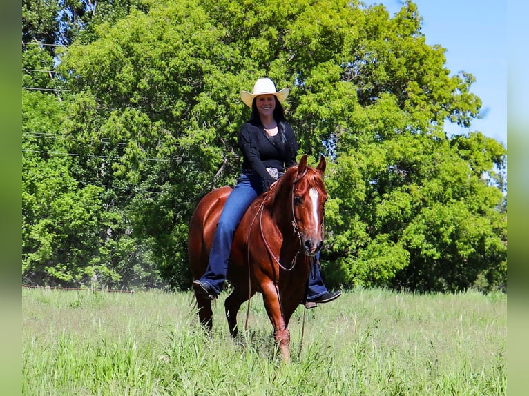 American Quarter Horse Ruin 6 Jaar 145 cm Roodvos in Nevis, MN