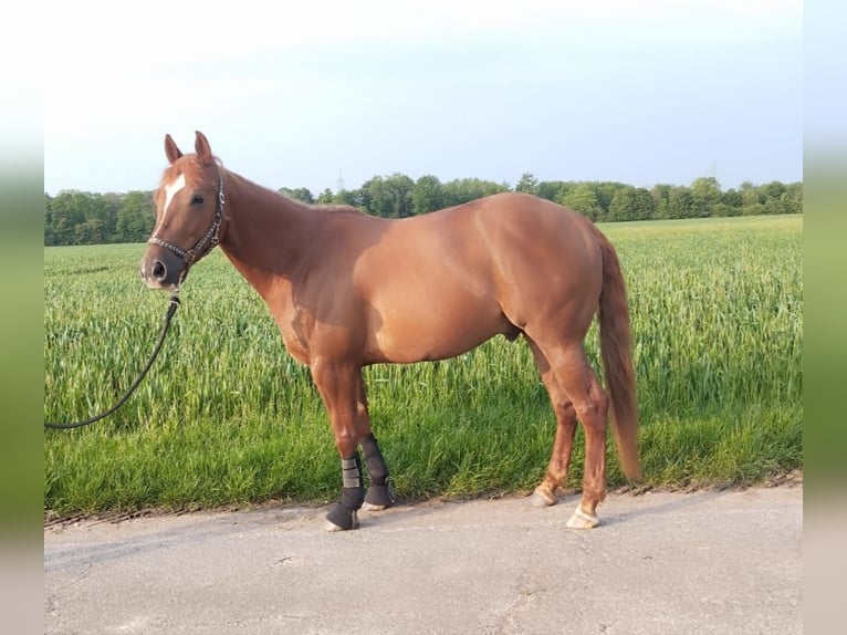 American Quarter Horse Ruin 6 Jaar 145 cm Vos in Erftstadt