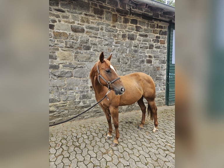 American Quarter Horse Ruin 6 Jaar 146 cm Vos in Reichshof American Quarter Horse Ruin 6 Jaar 146 cm Vos in Reichshof