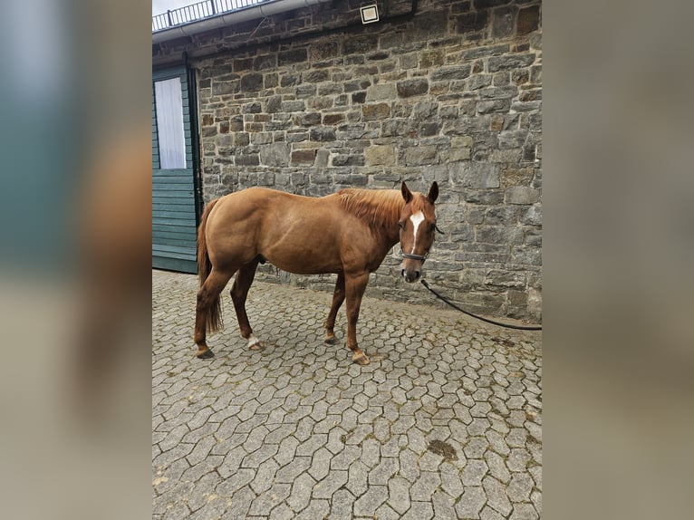 American Quarter Horse Ruin 6 Jaar 146 cm Vos in Reichshof American Quarter Horse Ruin 6 Jaar 146 cm Vos in Reichshof