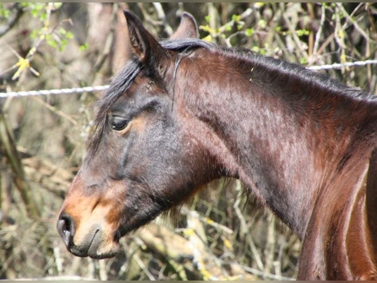 American Quarter Horse Ruin 6 Jaar 147 cm Bruin in Kirchentellinsfurt