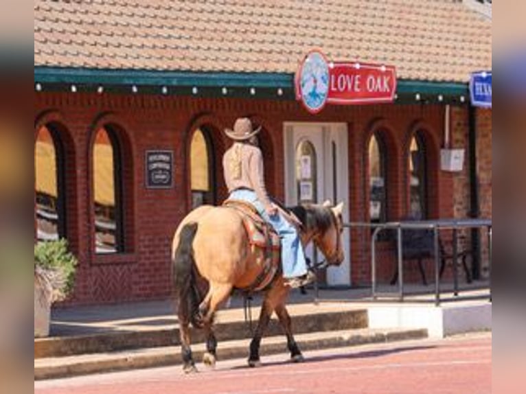 American Quarter Horse Ruin 6 Jaar 147 cm Buckskin in Ranger