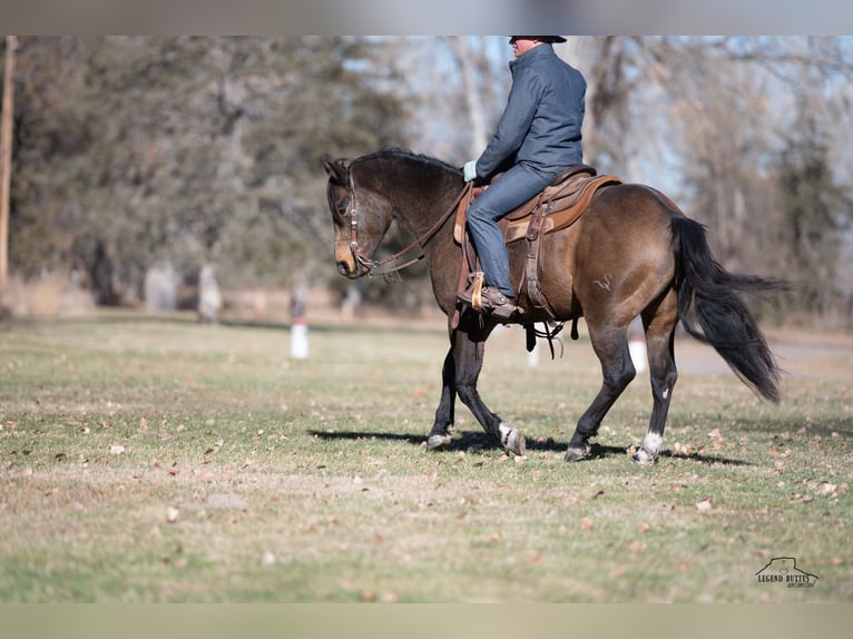 American Quarter Horse Ruin 6 Jaar 147 cm Buckskin in Crawford, NE