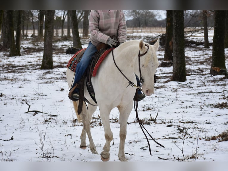 American Quarter Horse Ruin 6 Jaar 147 cm Cremello in Sulphur Springs