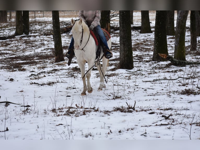 American Quarter Horse Ruin 6 Jaar 147 cm Cremello in Sulphur Springs