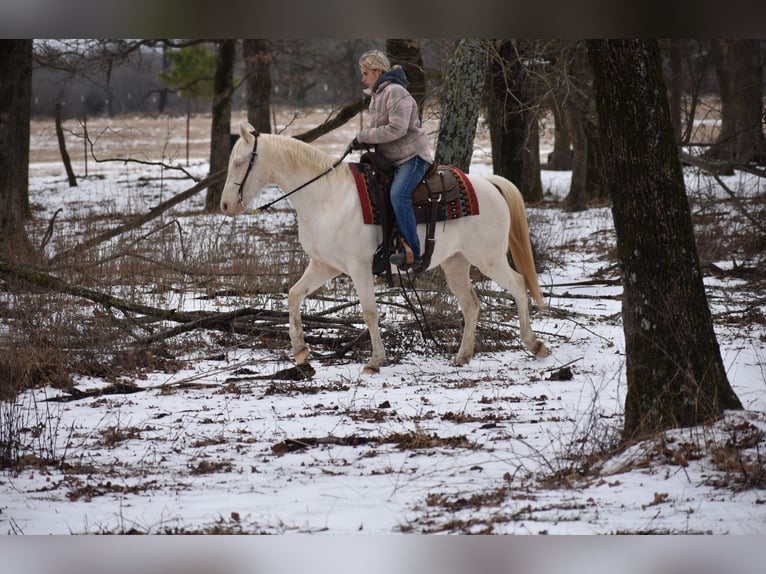 American Quarter Horse Ruin 6 Jaar 147 cm Cremello in Sulphur Springs