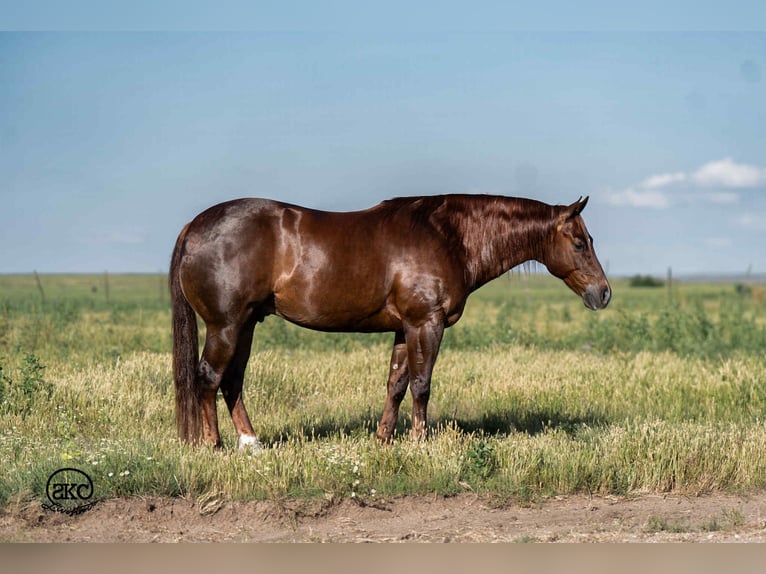 American Quarter Horse Ruin 6 Jaar 147 cm Donkere-vos in Canyon, TX
