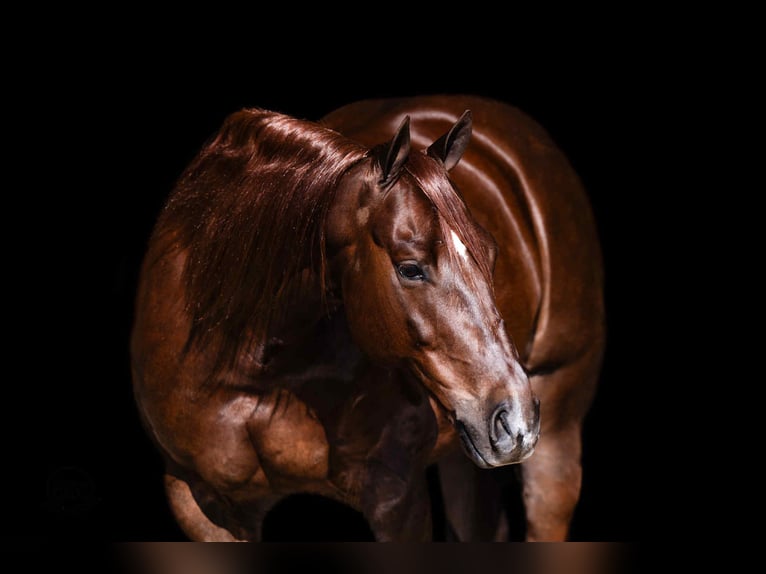 American Quarter Horse Ruin 6 Jaar 147 cm Donkere-vos in Canyon, TX
