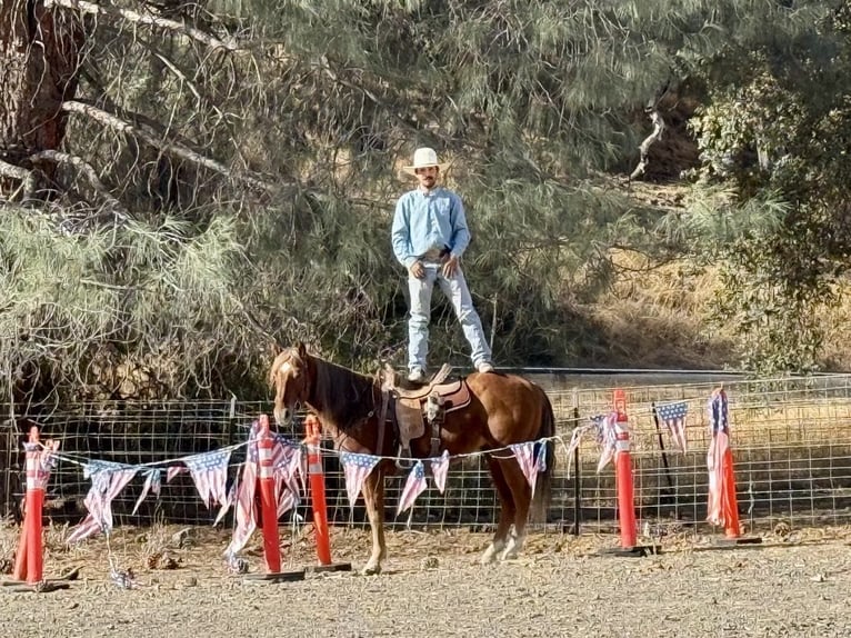 American Quarter Horse Ruin 6 Jaar 147 cm Donkere-vos in Paicines CA