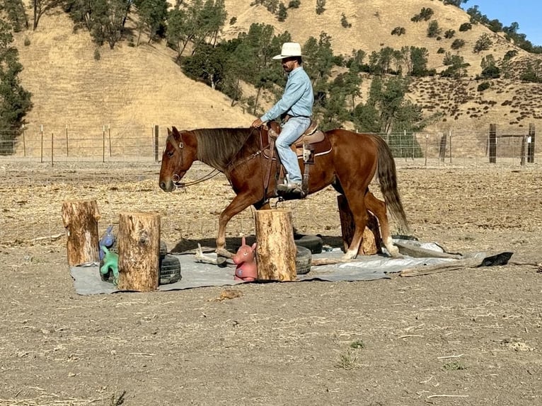 American Quarter Horse Ruin 6 Jaar 147 cm Donkere-vos in Paicines CA