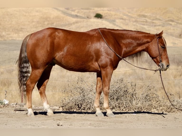 American Quarter Horse Ruin 6 Jaar 147 cm Donkere-vos in Paicines CA