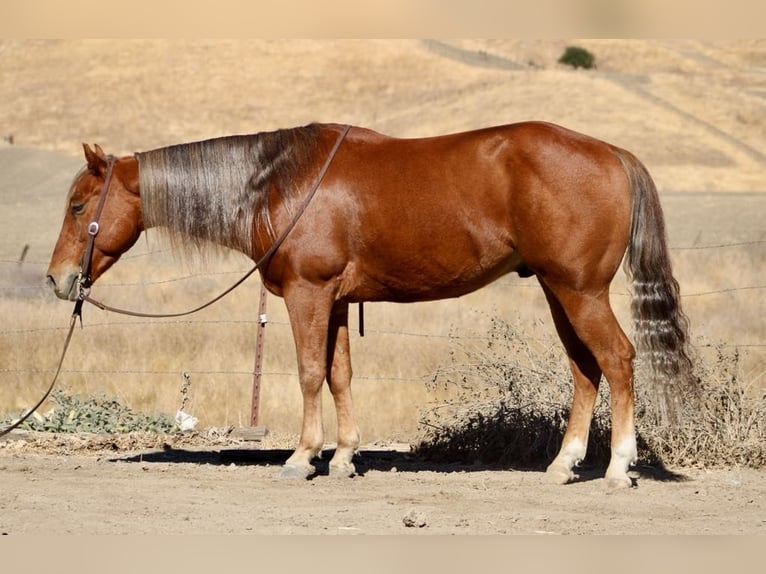 American Quarter Horse Ruin 6 Jaar 147 cm Donkere-vos in Paicines CA