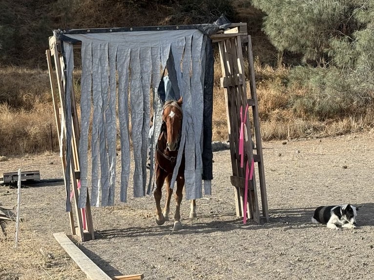 American Quarter Horse Ruin 6 Jaar 147 cm Donkere-vos in Paicines CA