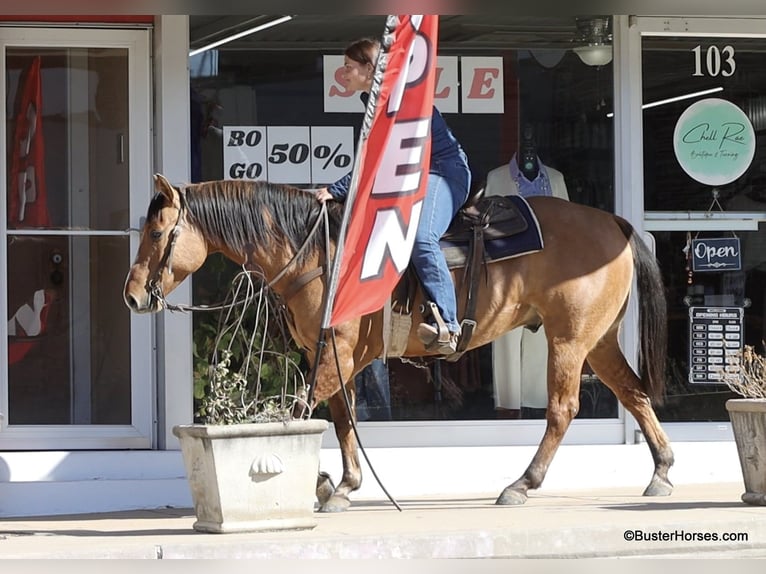 American Quarter Horse Ruin 6 Jaar 147 cm Falbe in Weatherford TX