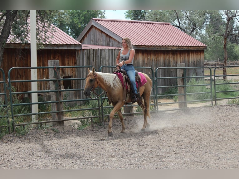 American Quarter Horse Ruin 6 Jaar 147 cm Palomino in Fort Collins