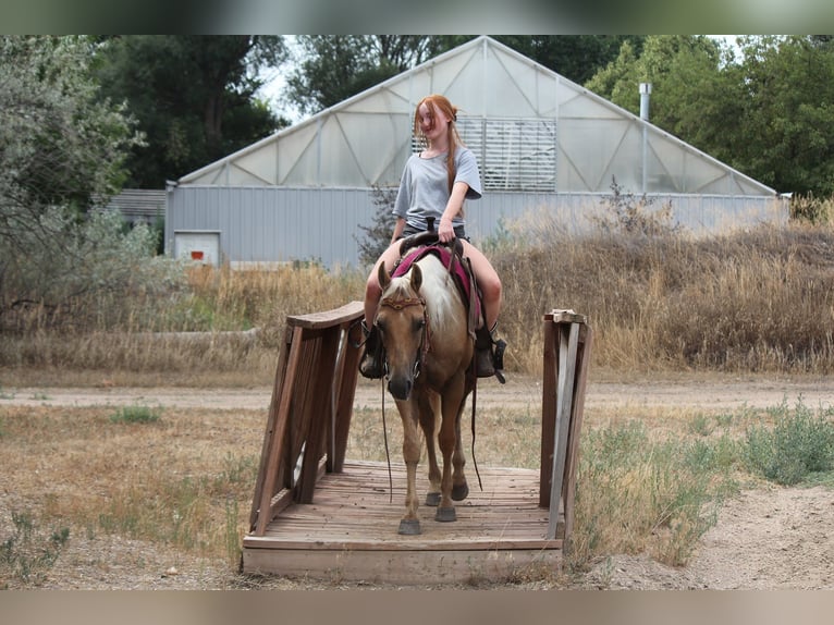 American Quarter Horse Ruin 6 Jaar 147 cm Palomino in Fort Collins