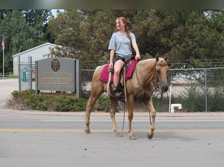 American Quarter Horse Ruin 6 Jaar 147 cm Palomino in Fort Collins
