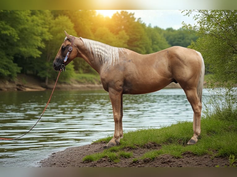 American Quarter Horse Ruin 6 Jaar 147 cm Palomino in Fort Collins