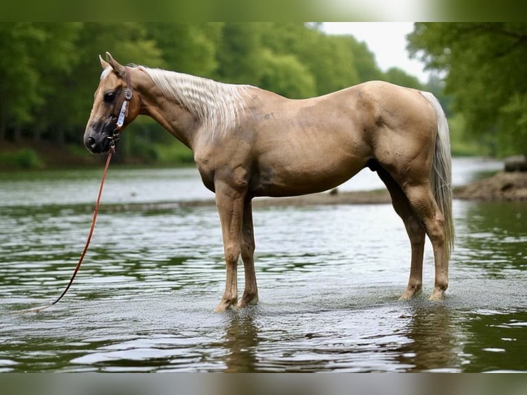 American Quarter Horse Ruin 6 Jaar 147 cm Palomino in Fort Collins