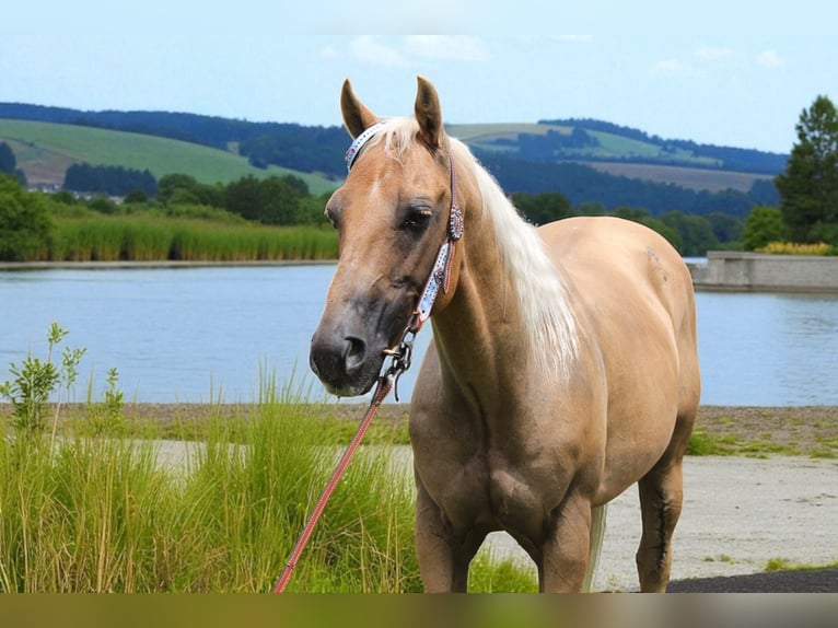 American Quarter Horse Ruin 6 Jaar 147 cm Palomino in Fort Collins