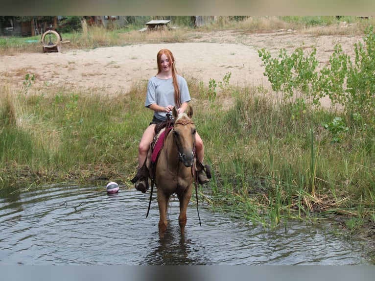 American Quarter Horse Ruin 6 Jaar 147 cm Palomino in Fort Collins