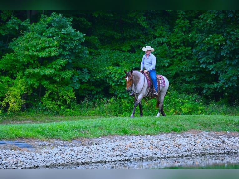 American Quarter Horse Mix Ruin 6 Jaar 147 cm Roan-Bay in Fredericksburg, OH
