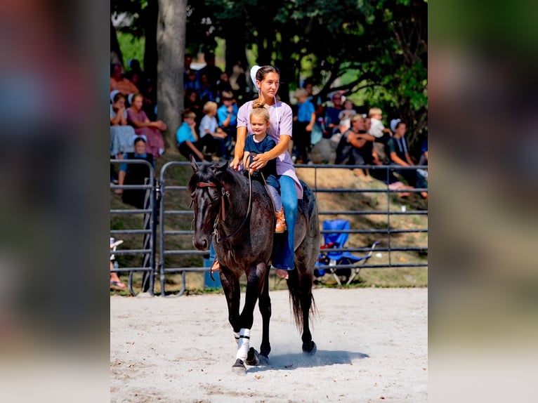 American Quarter Horse Ruin 6 Jaar 147 cm Roan-Blue in Gordonville