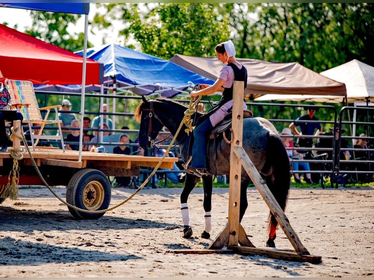 American Quarter Horse Ruin 6 Jaar 147 cm Roan-Blue in Gordonville