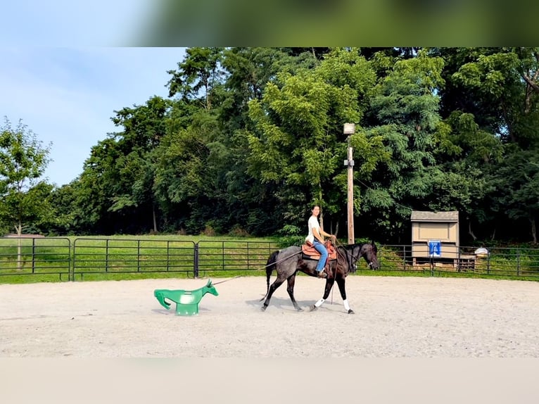 American Quarter Horse Ruin 6 Jaar 147 cm Roan-Blue in Gordonville