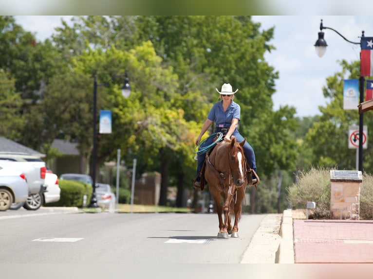 American Quarter Horse Ruin 6 Jaar 147 cm Roan-Red in Collinsville, TX