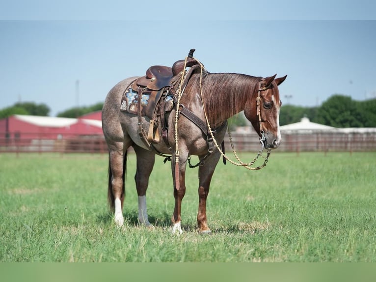 American Quarter Horse Ruin 6 Jaar 147 cm Roan-Red in Fort Worth, TX