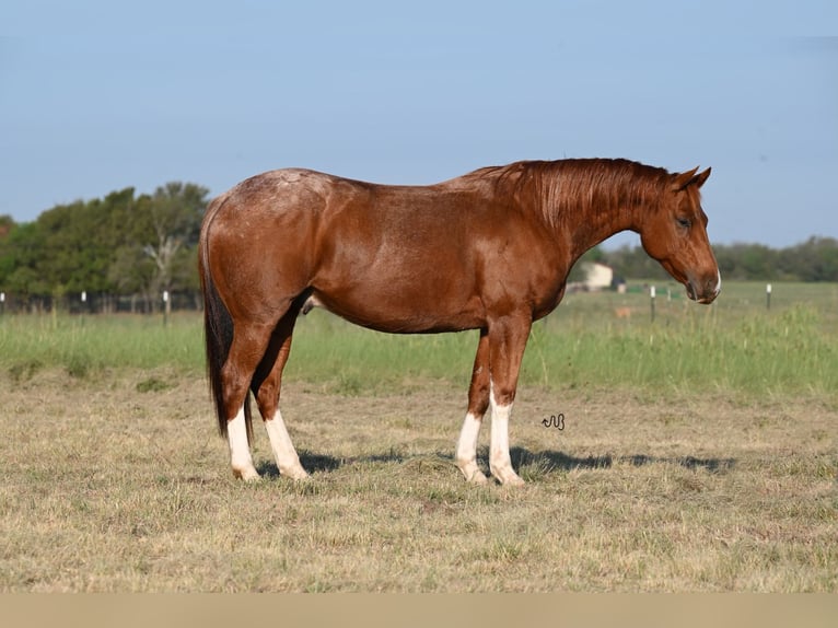 American Quarter Horse Ruin 6 Jaar 147 cm Roan-Red in Waco