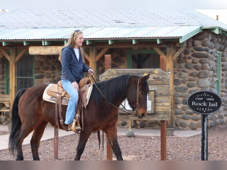 American Quarter Horse Ruin 6 Jaar 147 cm Roan-Red in Sonora KY