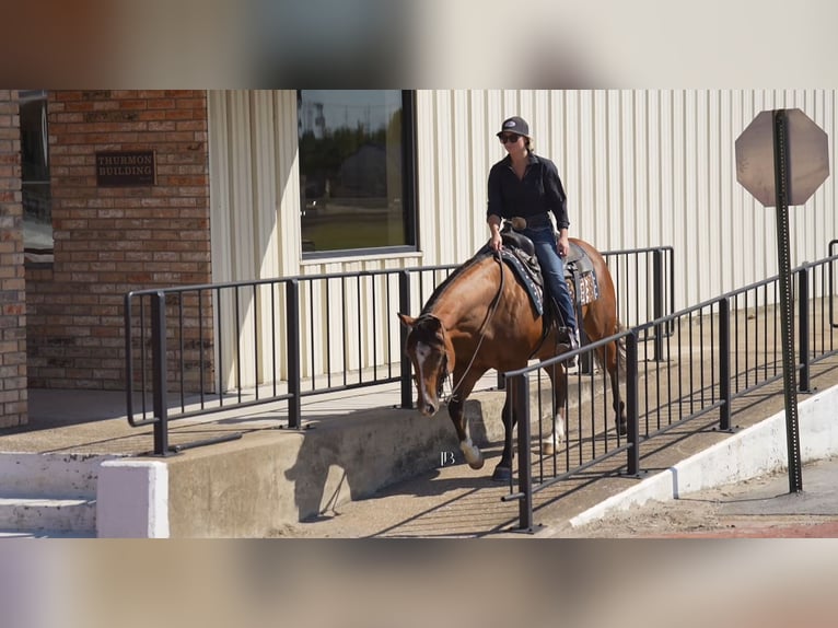 American Quarter Horse Mix Ruin 6 Jaar 147 cm Roodbruin in Terrell