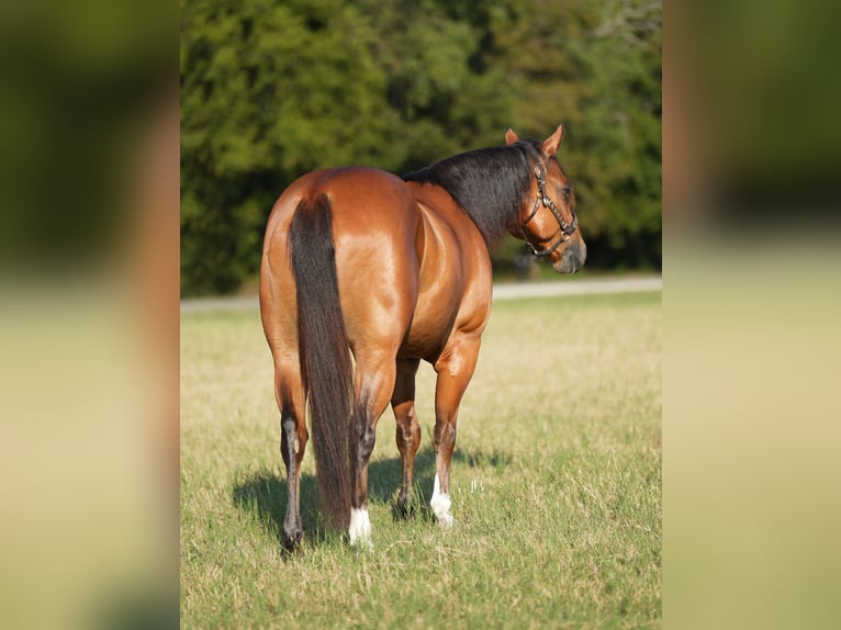 American Quarter Horse Mix Ruin 6 Jaar 147 cm Roodbruin in Terrell