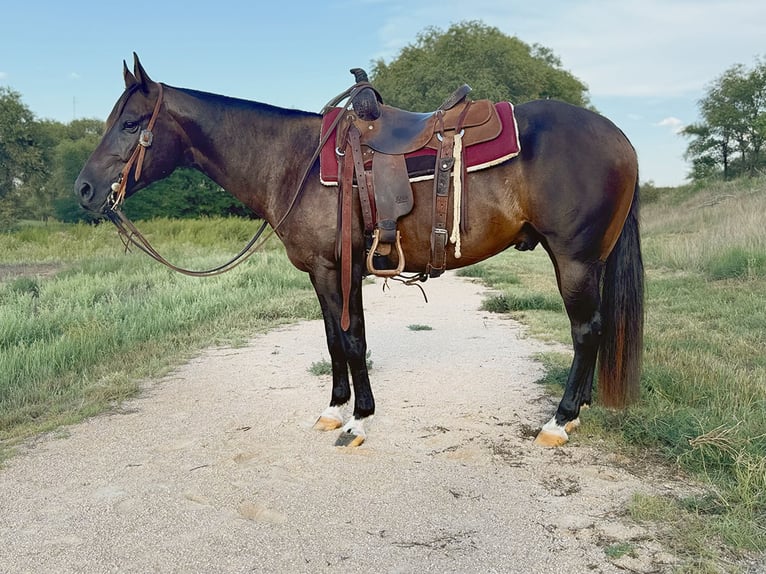 American Quarter Horse Ruin 6 Jaar 147 cm Roodbruin in Dalhart, TX