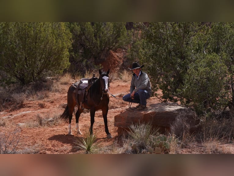 American Quarter Horse Ruin 6 Jaar 147 cm Roodbruin in Sweet Springs MO